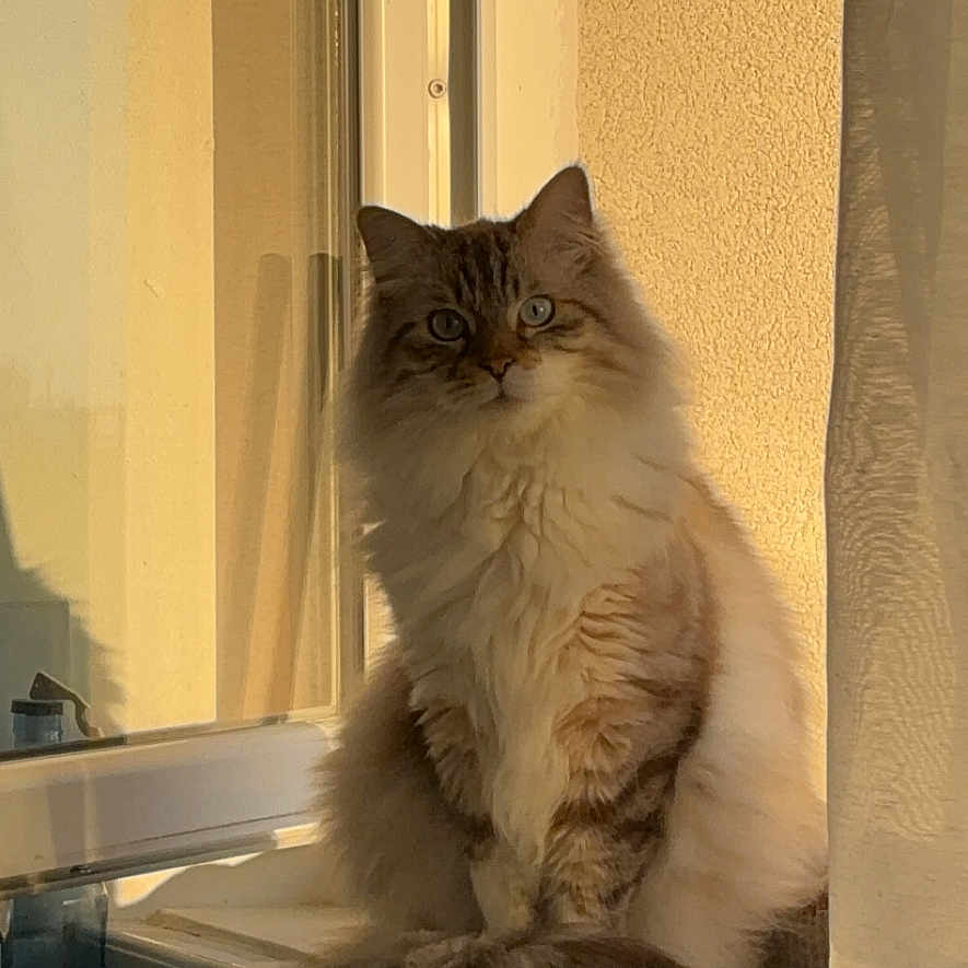 Sushi a rejoint le concours — aidez-le/la à gagner de superbes lots ! abyssinian, angora, animal, bathing, bathtub, cat, curtain, hardwood, homedecor, kitten, linen, manx, person, pet, siamese, tub, window, windowshade, windowsill, wood