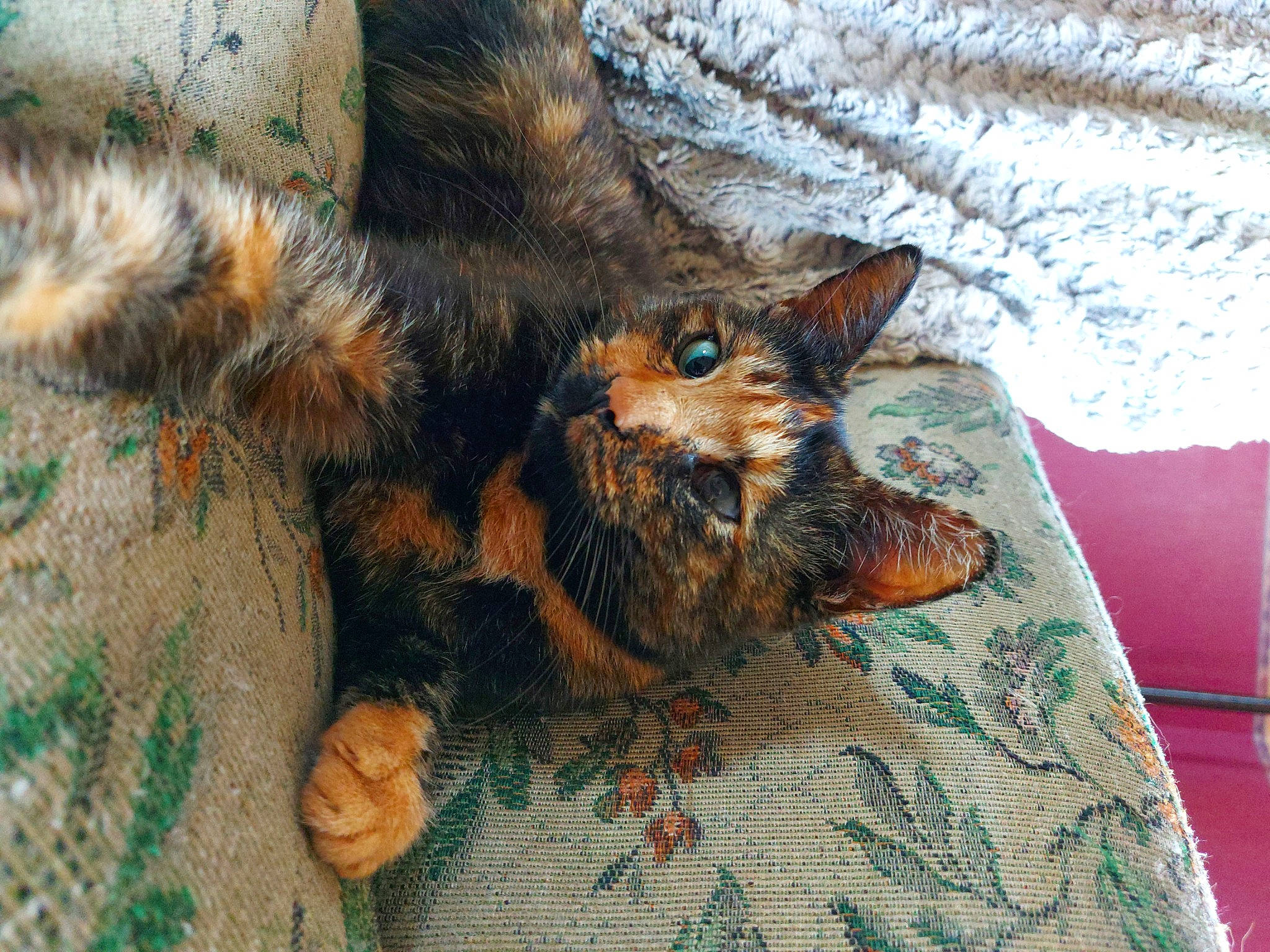 Onaya a rejoint le concours — aidez-le/la à gagner de superbes lots ! bed, carnivore, cat, claw, comfort, domestic_short_haired_cat, fawn, felidae, foot, fur, human_leg, linens, pattern, paw, small_to_medium_sized_cats, tail, terrestrial_animal, textile, tree, whiskers