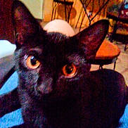 Gizmo is registered to the contest to win money with this photo: cat, black_cat, pet, animal, feline, whiskers, eyes, orange_eyes, pointed_ears, fur, indoor, portrait, close_up, blanket, blue_blanket, sitting, alert, curious, home, cables