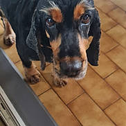 Linda participe au concours pour gagner de l'argent avec cette photo : animal, black_dog, canine, close_up, companion, curious, dog, domestic_animal, ears, floor, fur, household, indoor, looking_up, muzzle, pet, snout, tan_markings, tile_floor, waiting