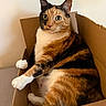 animal, black, calico_cat, cardboard_box, cat, close_up, cute, domestic_cat, feline, fur, indoor, looking_away, orange, paws, pet, relaxed, resting, tabby, whiskers, white