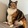 animal, bed, blanket, calico, cat, cute, domestic, ears, feline, fur_pattern, indoor, looking, pet, portrait, relaxed, sitting, tail, tri_color, wall, whiskers