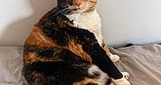 Buttercup is registered to the contest to win money with this photo: animal, bed, calico_cat, cat, curious, cute, domestic_cat, feline, fur, gray_bedspread, green_eyes, indoor, looking, paw, pet, resting, sitting, tail, whiskers, white_wall