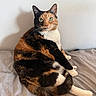 animal, bed, calico_cat, cat, curious, cute, domestic_cat, feline, fur, gray_bedspread, green_eyes, indoor, looking, paw, pet, resting, sitting, tail, whiskers, white_wall