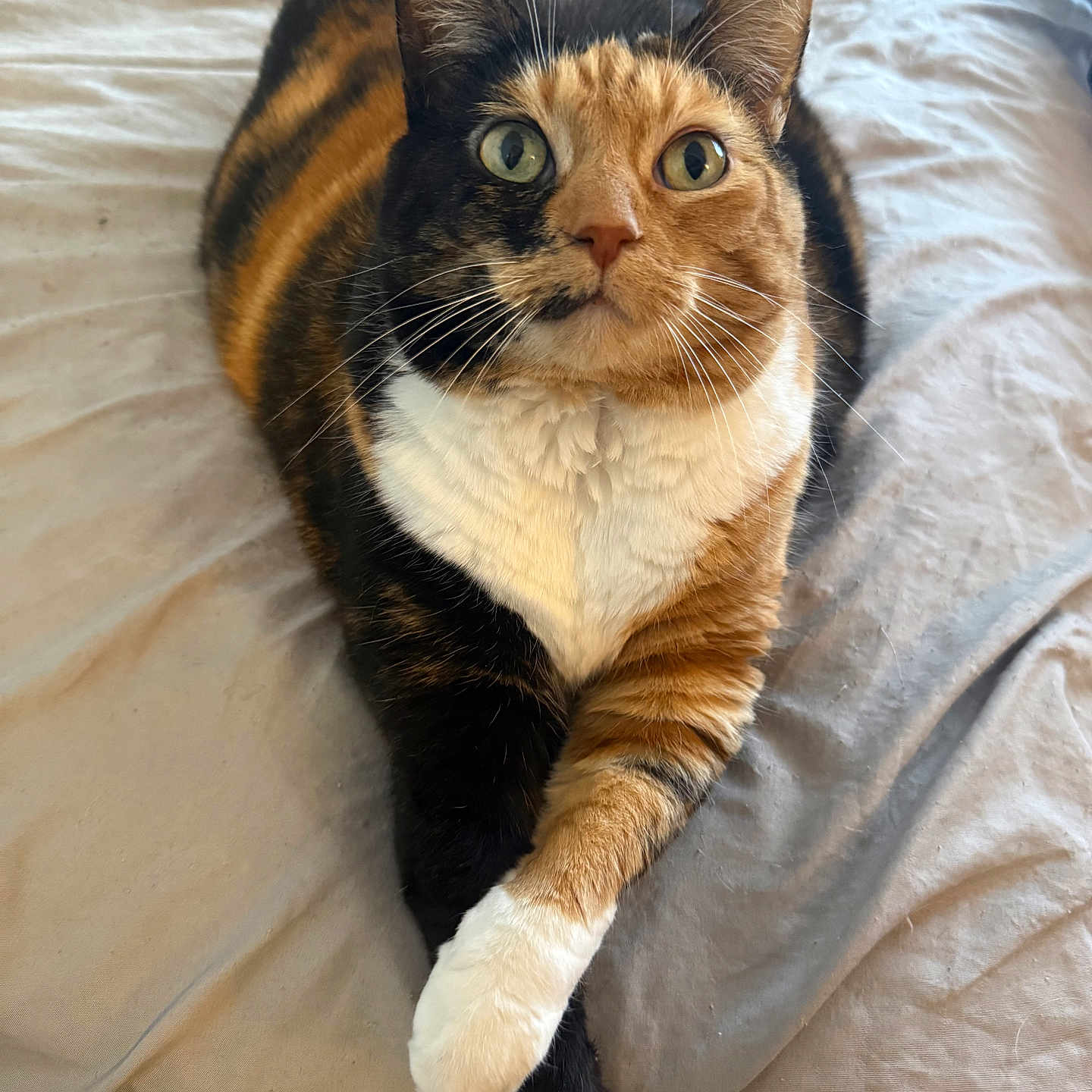 Buttercup
