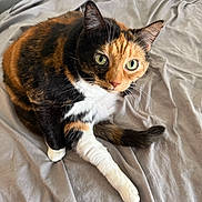 Buttercup joined the competition — help win amazing prizes! animal, bed, calico_cat, cat, closeup, cozy, curious, ears, feline, fur, gray, green_eyes, indoor, paw, pet, portrait, resting, sheet, tail, whiskers