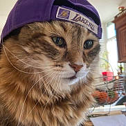 Gribouille a rejoint le concours — aidez-le/la à gagner de superbes lots ! cat, tabby, hat, purple_hat, indoor, pet, animal, fur, whiskers, face, eyes, closeup, kitchen, table, basket, natural_light, furniture, domestic, curious, cute