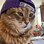 cat, tabby, hat, purple_hat, indoor, pet, animal, fur, whiskers, face, eyes, closeup, kitchen, table, basket, natural_light, furniture, domestic, curious, cute
