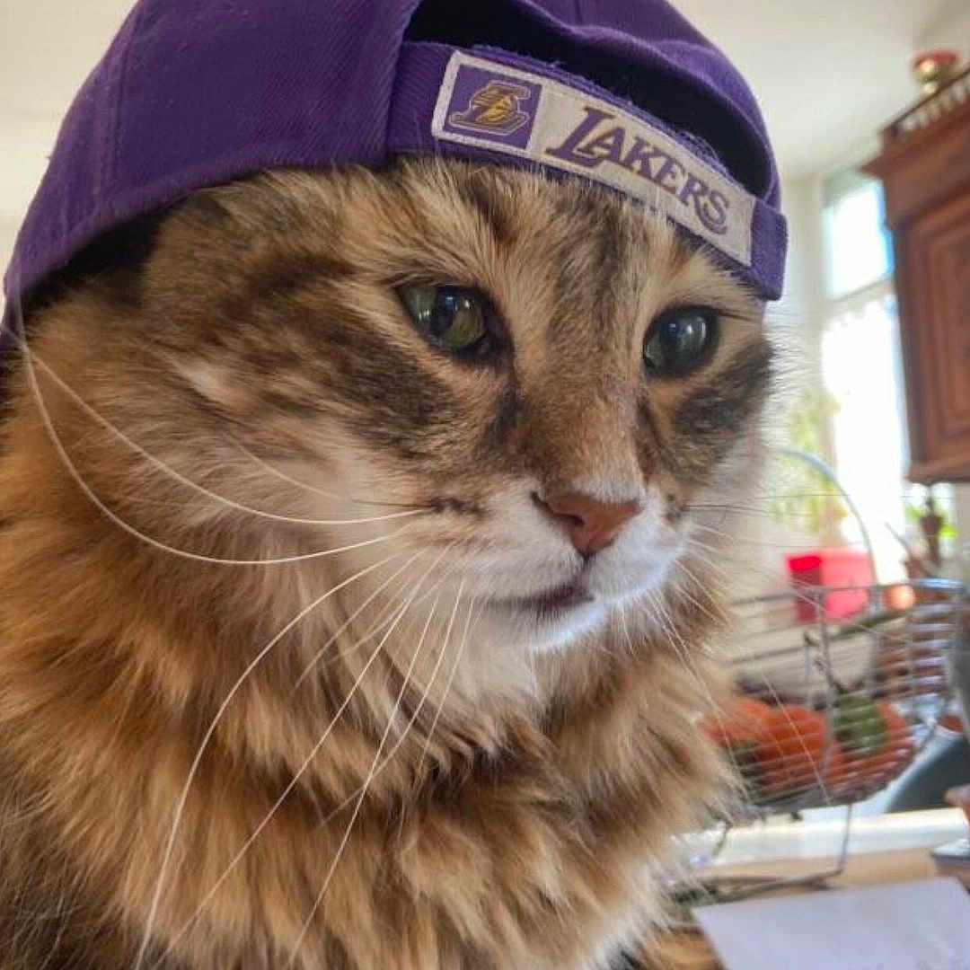Gribouille a rejoint le concours — aidez-le/la à gagner de superbes lots ! animal, basket, cat, closeup, curious, cute, domestic, eyes, face, fur, furniture, hat, indoor, kitchen, natural_light, pet, purple_hat, tabby, table, whiskers