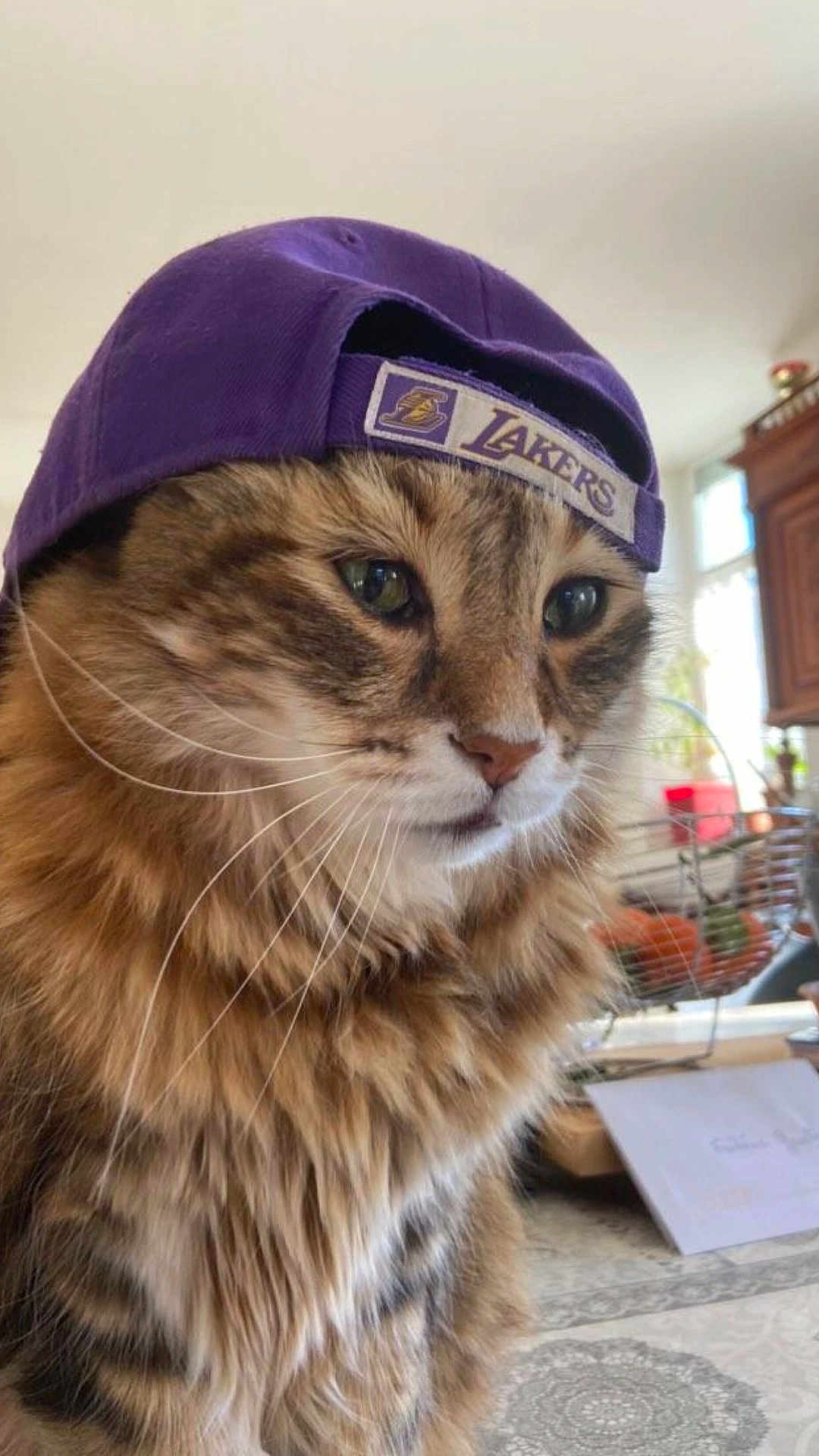 Gribouille a rejoint le concours — aidez-le/la à gagner de superbes lots ! cat, tabby, hat, purple_hat, indoor, pet, animal, fur, whiskers, face, eyes, closeup, kitchen, table, basket, natural_light, furniture, domestic, curious, cute