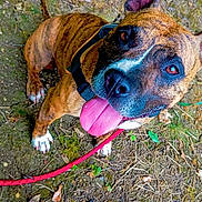 Lilas participe au concours pour gagner de l'argent avec cette photo : animal, brindle, brown, canine, closeup, collar, dirt_ground, dog, ear, friendly, happy, leash, leaves, looking_up, outdoor, pet, plants, playful, tongue_out, white_paws