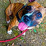 animal, brindle, brown, canine, closeup, collar, dirt_ground, dog, ear, friendly, happy, leash, leaves, looking_up, outdoor, pet, plants, playful, tongue_out, white_paws