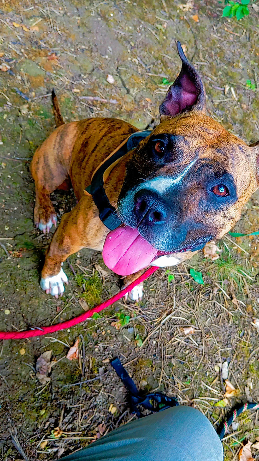 Lilas participe au concours pour gagner de l'argent avec cette photo : animal, brindle, brown, canine, closeup, collar, dirt_ground, dog, ear, friendly, happy, leash, leaves, looking_up, outdoor, pet, plants, playful, tongue_out, white_paws