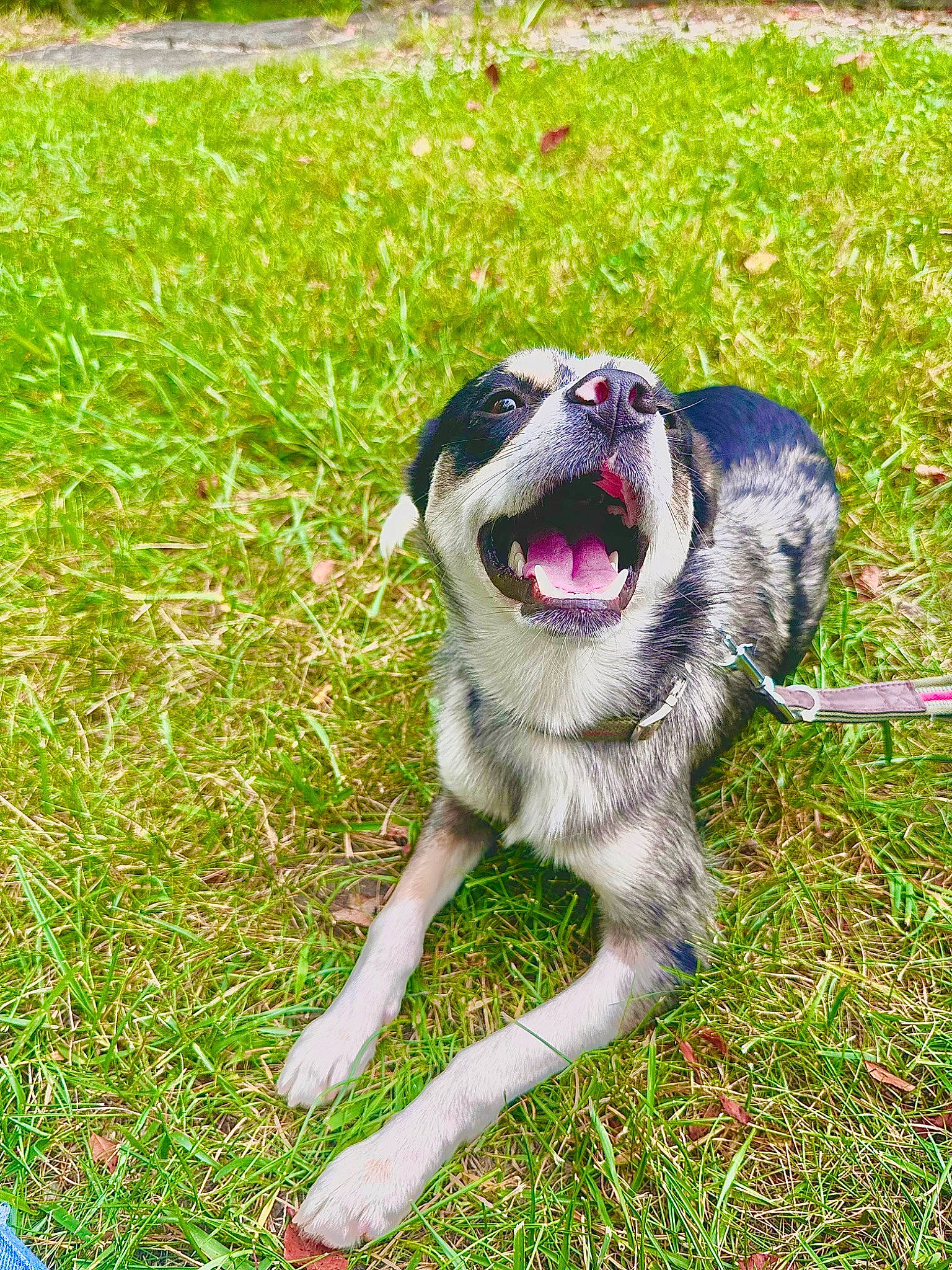 Marco is registered to the contest to win money with this photo: animal_training, canidae, carnivore, companion_dog, dog, dog_breed, dog_supply, fang, fawn, grass, groundcover, paw, pet_supply, recreation, snout, sporting_group, tail, terrestrial_animal, working_animal, working_dog