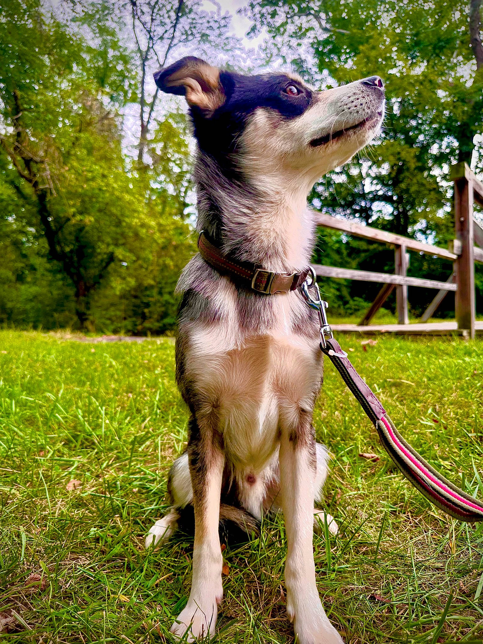 Marco is registered to the contest to win money with this photo: canidae, carnivore, collar, companion_dog, dog, dog_breed, dog_collar, dog_supply, fawn, garden_hose, grass, leash, pet_supply, plant, snout, sporting_group, tail, terrestrial_animal, tree, working_animal