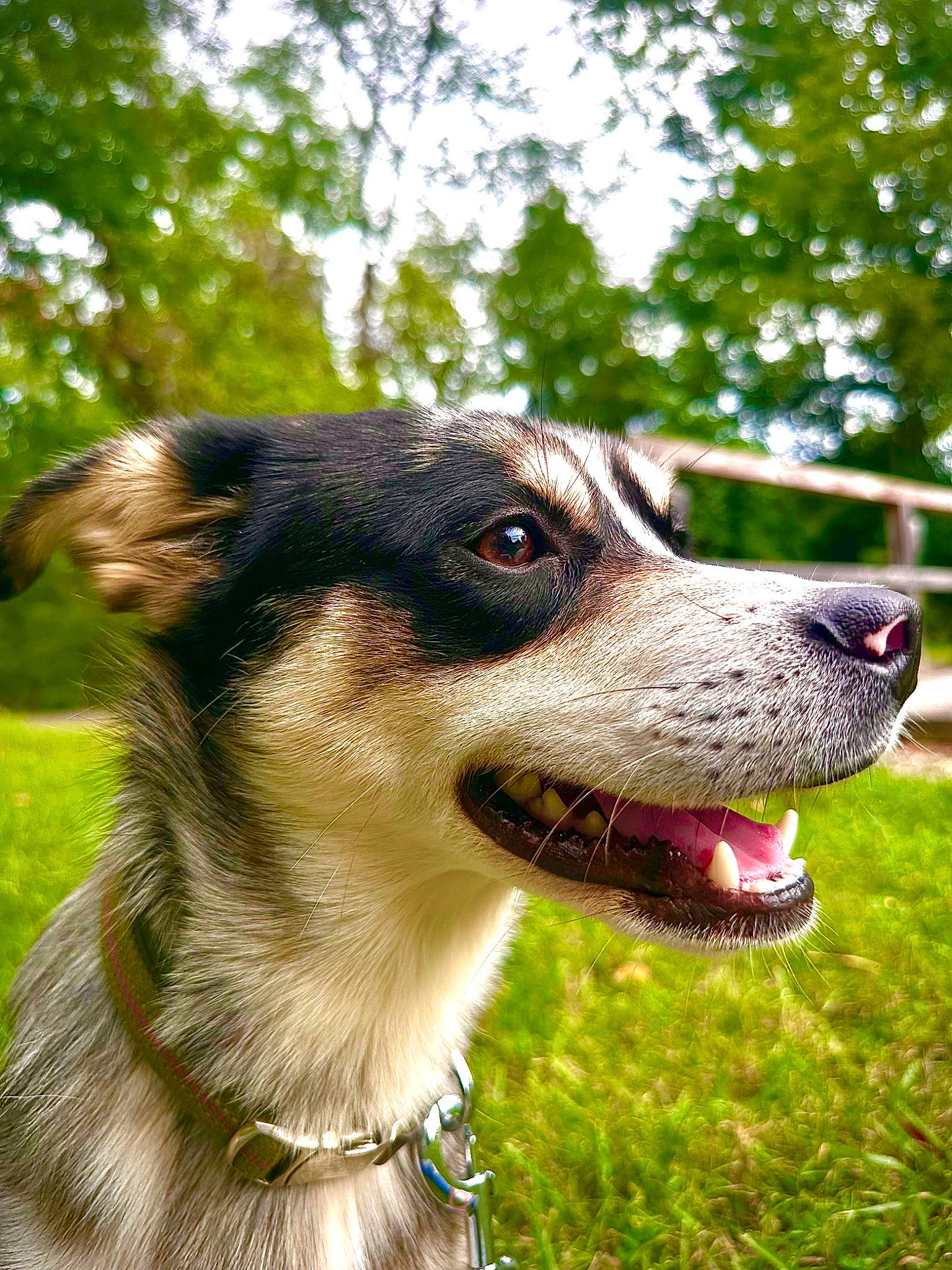 Marco is registered to the contest to win money with this photo: canidae, carnivore, close_up, collar, companion_dog, dog, dog_breed, dog_collar, eyewear, fawn, fur, grass, leash, plant, snout, sporting_group, sunglasses, tree, whiskers, working_animal