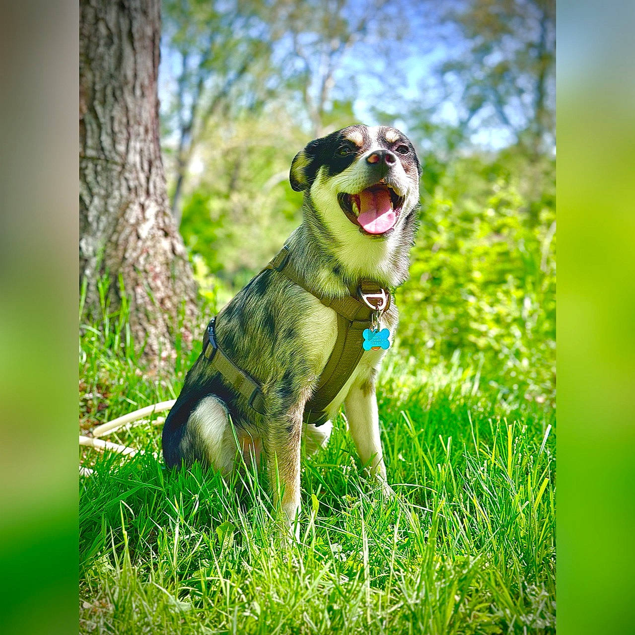 Marco is registered to the contest to win money with this photo: carnivore, collar, companion_dog, dog, dog_breed, dog_collar, dog_supply, fawn, grass, guard_dog, happy, leash, people_in_nature, plant, tail, terrestrial_animal, tree, trunk, whiskers, working_dog