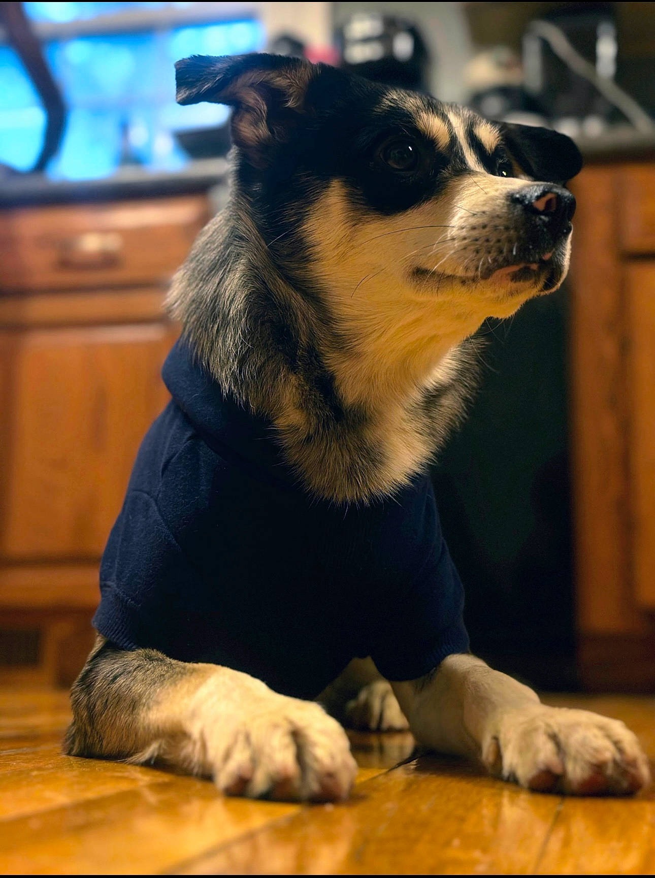 Marco joined the competition — help win amazing prizes! canidae, carnivore, companion_dog, dog, dog_breed, dog_supply, electric_blue, fawn, flooring, fur, hardwood, paw, snout, sporting_group, television, terrestrial_animal, toy_dog, whiskers, wood, working_animal