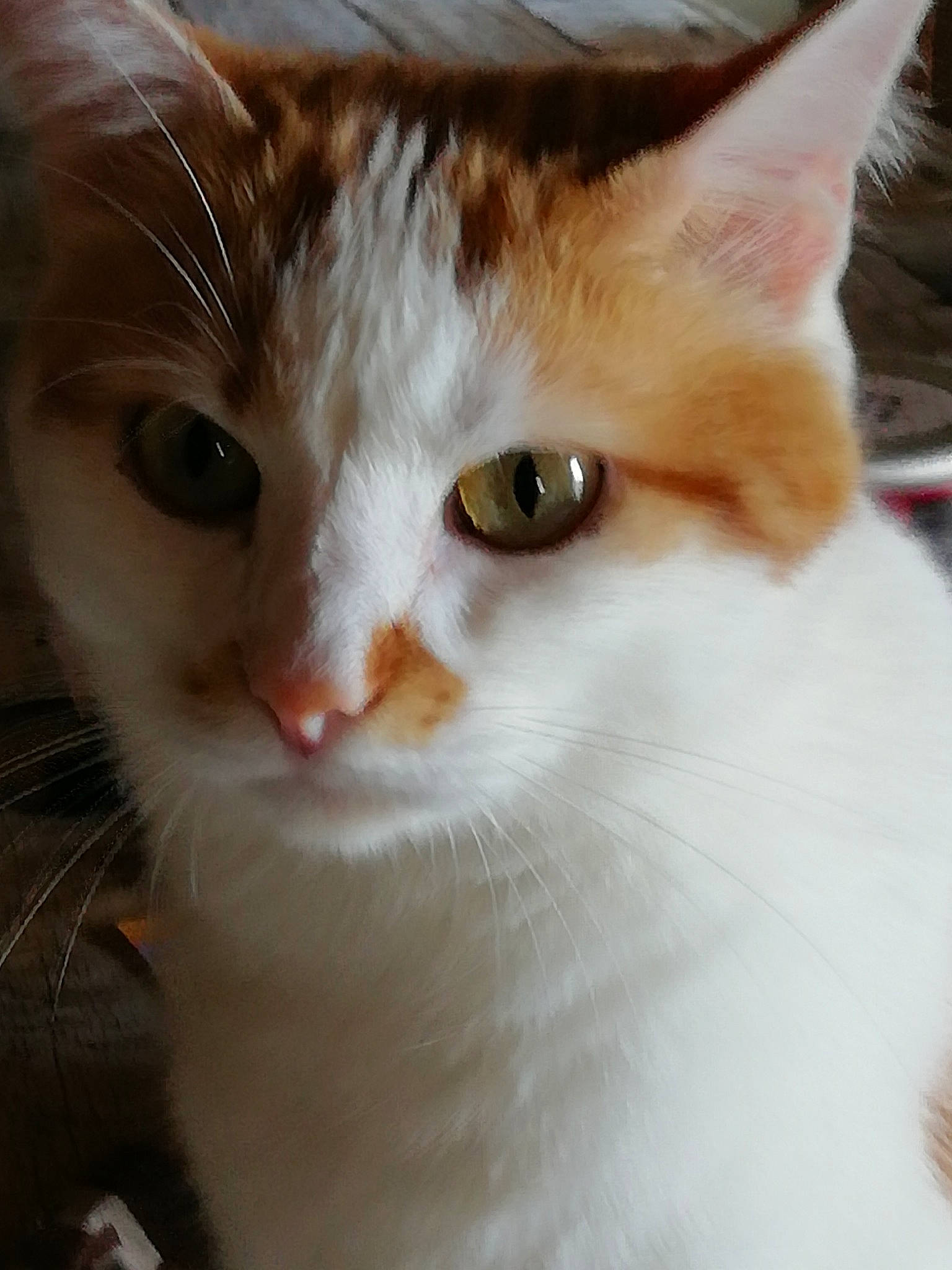 Titou a rejoint le concours — aidez-le/la à gagner de superbes lots ! aegean_cat, american_wirehair, carnivore, cat, close_up, domestic_short_haired_cat, ear, european_shorthair, eye, fawn, felidae, fur, kitten, mammal, nose, small_to_medium_sized_cats, snout, turkish_van, vertebrate, whiskers