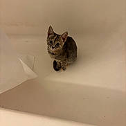 Yuka joined the competition — help win amazing prizes! cat, kitten, tabby, animal, pet, bathroom, bathtub, indoors, sitting, feline, fur, striped_fur, green_eyes, ears, whiskers, cute, looking_at_camera, white_bathtub, tissue, bottle
