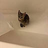 cat, kitten, tabby, animal, pet, bathroom, bathtub, indoors, sitting, feline, fur, striped_fur, green_eyes, ears, whiskers, cute, looking_at_camera, white_bathtub, tissue, bottle