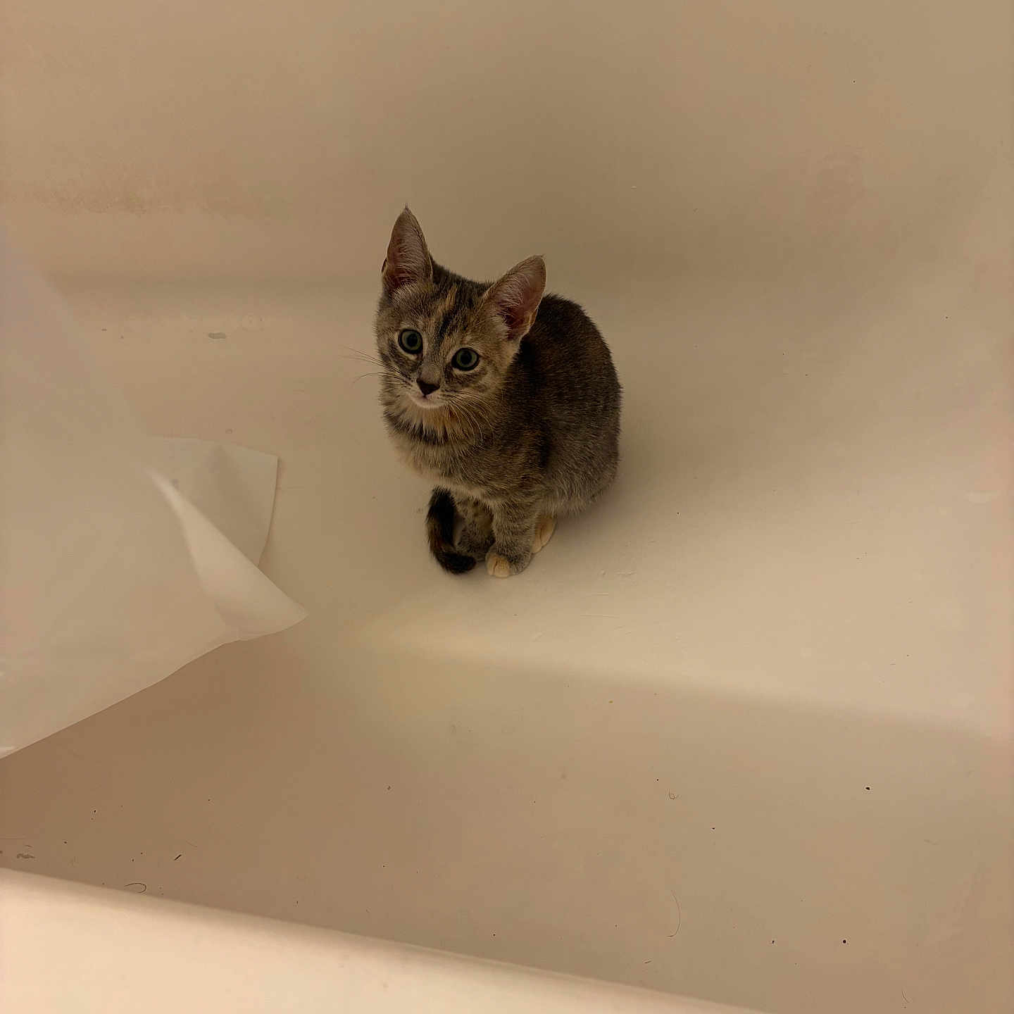 Yuka joined the competition — help win amazing prizes! cat, kitten, tabby, animal, pet, bathroom, bathtub, indoors, sitting, feline, fur, striped_fur, green_eyes, ears, whiskers, cute, looking_at_camera, white_bathtub, tissue, bottle