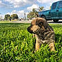 animal, canine, clouds, curious, daytime, dog, grass, greenery, nature, outdoor, park, pet, pickup_truck, puppy, side_view, sky, sunlight, trees, vehicle, young_animal
