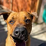 dog, close_up, pet, animal, canine, tongue_out, happy, sunlight, outdoor, brown_fur, nose, ears, blurred_background, friendly, cute, portrait, muzzle, focus, warm_light, expression