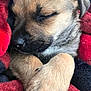 adorable, animal, black, blanket, close_up, cozy, cute, domestic_animal, fur, nap, outdoor, paw, pet, puppy, red, resting, sleeping, snug, soft, young