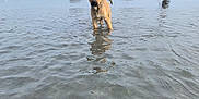 Uso is registered to the contest to win money with this photo: animal, beach, calm, curious, daytime, dog, leash, nature, outdoor, person, playing, puppy, reflection, sand, shallow_water, shore, sky, trees, water, young_dog