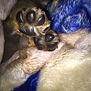 Uso joined the competition — help win amazing prizes! animal, black, blanket, brown, close_up, colorful, cozy, cute, detail, dog, fur, indoor, paw, paw_pad, pet, resting, sleeping, soft, texture, warm