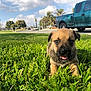 animal, blue_sky, clouds, curious, daytime, dog, grass, greenery, happy, nature, outdoor, park, pet, pickup_truck, puppy, sidewalk, street, sunlight, trees, vehicle
