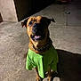 dog, green_shirt, concrete_floor, night, outdoor, pet, collar, canine, sitting, animal, shadow, ears, portrait, expression, cute, domestic, looking_up, brown_fur, nighttime, quiet