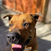 Uso is registered to the contest to win money with this photo: dog, close_up, tongue_out, happy, sunlight, outdoor, brown_fur, pet, canine, animal, face, ears, nose, collar, daylight, shallow_depth_of_field, blurred_background, friendly, portrait, domestic_animal