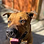 dog, close_up, tongue_out, happy, sunlight, outdoor, brown_fur, pet, canine, animal, face, ears, nose, collar, daylight, shallow_depth_of_field, blurred_background, friendly, portrait, domestic_animal