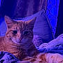 Zuko is registered to the contest to win money with this photo: cat, tabby, orange_cat, pet, animal, indoor, blanket, cozy, relaxed, feline, fur, cute, resting, pillow, soft_lighting, purple_light, home, comfort, sleepy, warm