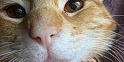 Zuko joined the competition — help win amazing prizes! cat, orange_tabby, close_up, cowboy_hat, hat, whiskers, collar, pet, animal, cute, curious, feline, face, ears, fur, indoor, domestic_animal, portrait, muzzle, expressive_eyes