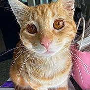 Zuko joined the competition — help win amazing prizes! cat, orange_tabby, close_up, pet, whiskers, curious, indoor, animal, feline, ears, nose, eyes, fur, domestic_cat, sitting, household, pink_bag, background, table, colorful