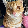 Zuko joined the competition — help win amazing prizes! animal, background, cat, close_up, colorful, curious, domestic_cat, ears, eyes, feline, fur, household, indoor, nose, orange_tabby, pet, pink_bag, sitting, table, whiskers