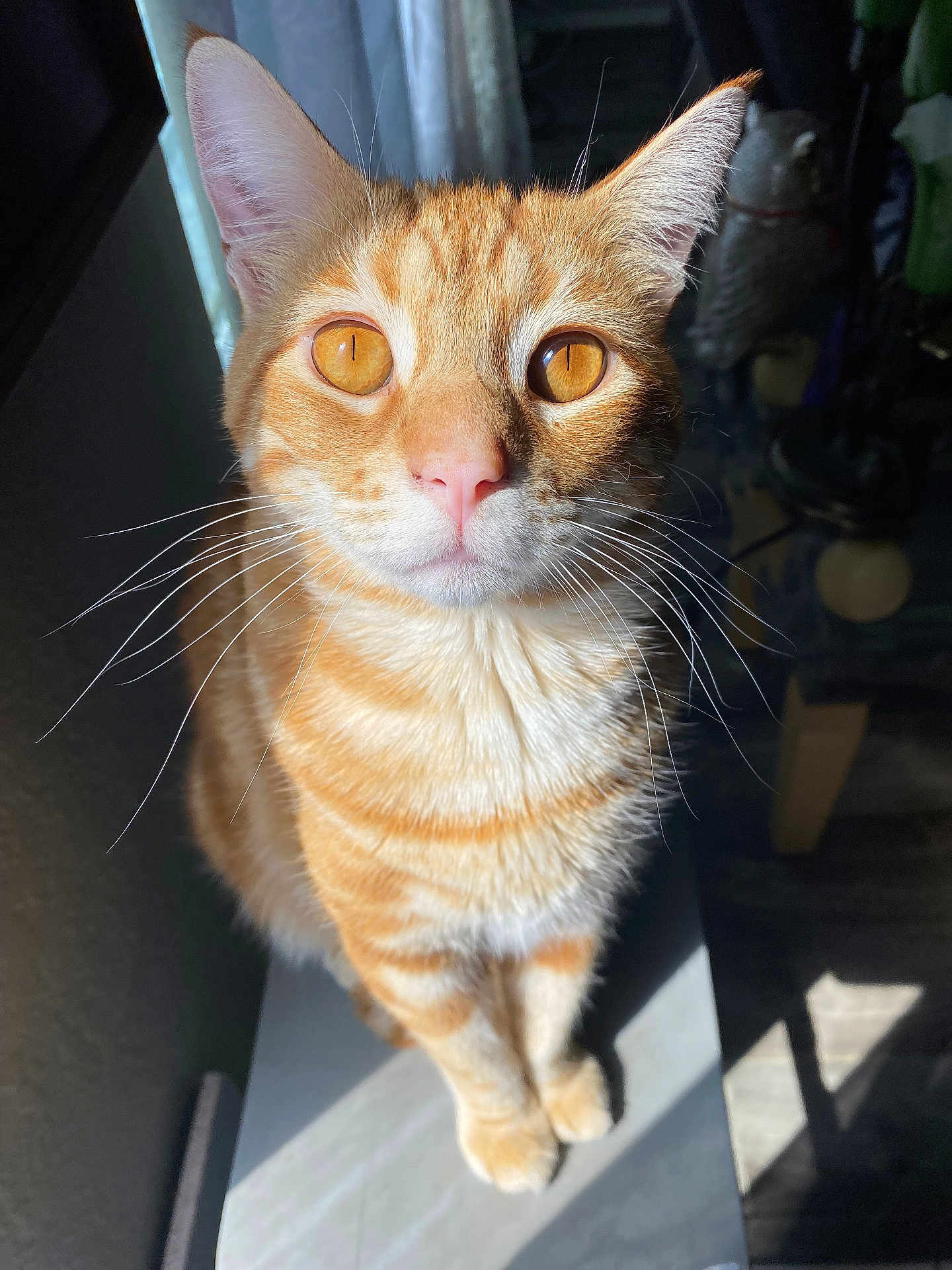 Zuko