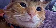 Zuko is registered to the contest to win money with this photo: animal, cat, close_up, collar, cozy, cute, cute_pet, domestic_cat, feline, furry, ginger_cat, hat, indoor, pet, portrait, relaxed, resting, soft_blanket, tiny_hat, whiskers