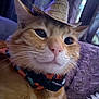 Zuko is registered to the contest to win money with this photo: cat, ginger_cat, close_up, hat, tiny_hat, collar, pet, feline, whiskers, soft_blanket, indoor, relaxed, cute, cozy, animal, portrait, resting, domestic_cat, furry, cute_pet