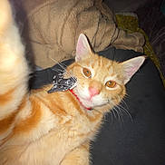 Zuko joined the competition — help win amazing prizes! animal, bandana, blanket, cat, closeup, cozy, cute, domestic_cat, feline, fur, ginger_cat, indoor, orange_fur, paw, pet, pink_nose, relaxed, selfie, sleepy, whiskers