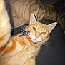 animal, bandana, blanket, cat, closeup, cozy, cute, domestic_cat, feline, fur, ginger_cat, indoor, orange_fur, paw, pet, pink_nose, relaxed, selfie, sleepy, whiskers