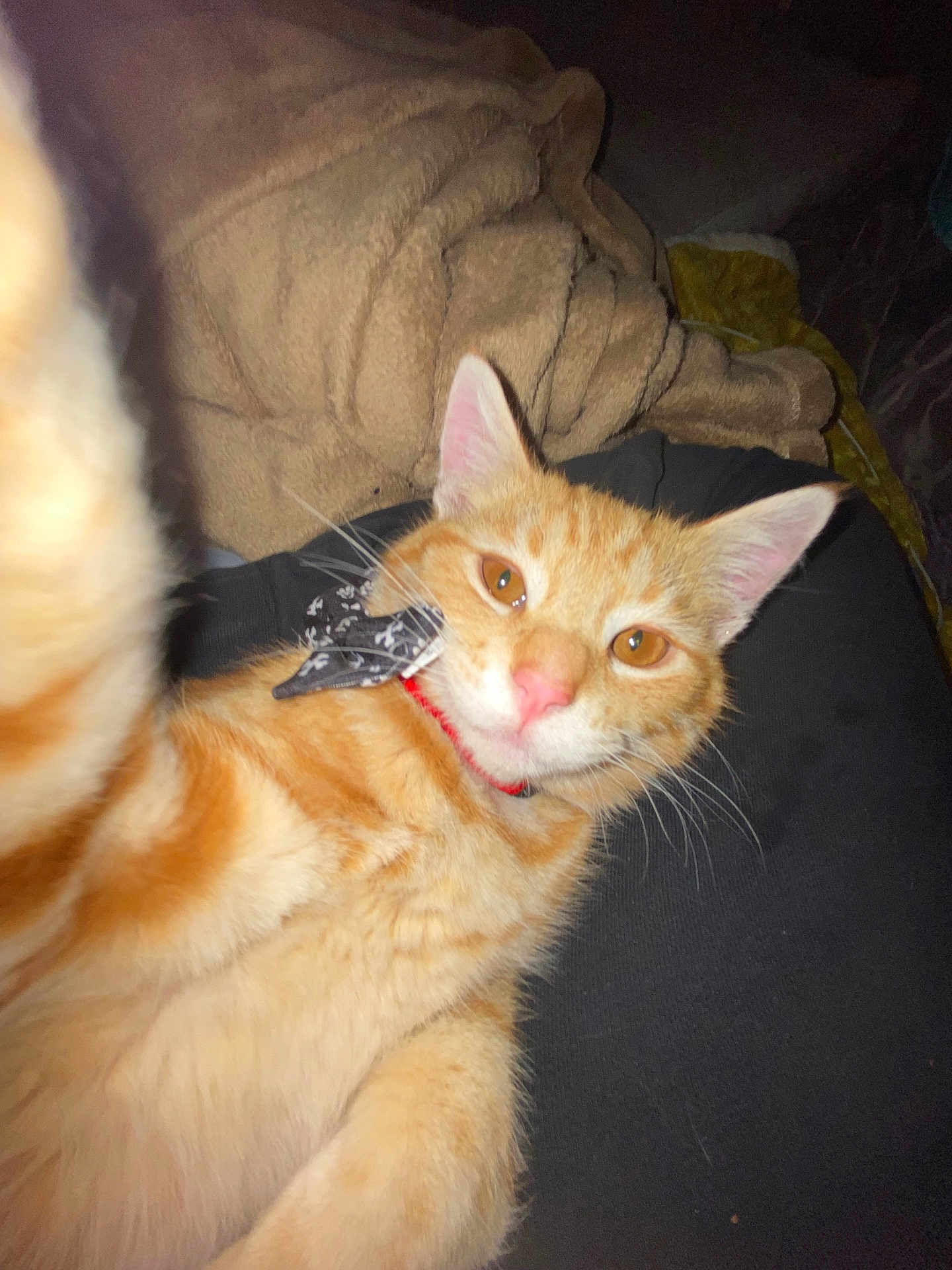 Zuko