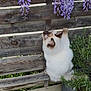 Voltaire participe au concours pour gagner de l'argent avec cette photo : cat, blue_eyes, climbing, wooden_fence, purple_flowers, plants, greenery, outdoor, garden, pet, fur, whiskers, nature, small_stones, adventure, curious, playful, animal, daylight, spring