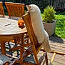 Voltaire a rejoint le concours — aidez-le/la à gagner de superbes lots ! cat, wooden_chair, outdoor, backyard, sunlight, furniture, plant, greenery, pet, stretching, wooden_table, fluffy, domestic_cat, grass, daylight, relaxing, curious, animal, nature, home