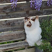 Voltaire participe au concours pour gagner de l'argent avec cette photo : cat, blue_eyes, climbing, wooden_fence, purple_flowers, plants, greenery, outdoor, garden, pet, fur, whiskers, nature, small_stones, adventure, curious, playful, animal, daylight, spring