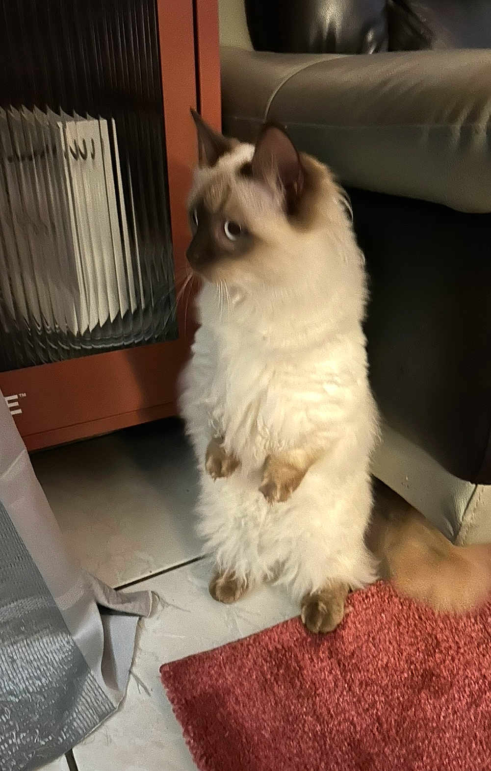 Voltaire participe au concours pour gagner de l'argent avec cette photo : cat, fluffy, indoor, curious, standing, hind_legs, fur, pet, home, rug, tile_floor, curtain, furniture, cozy, animal, domestic, whiskers, ears, tail, brown_and_white