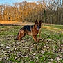 dog, german_shepherd, stick, grass, leaves, field, trees, forest, outdoor, nature, sunlight, blue_sky, animal, pet, canine, alert, standing, daylight, bare_trees, autumn